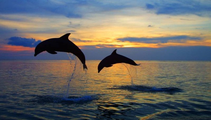 Tiket Dolphin Lovina