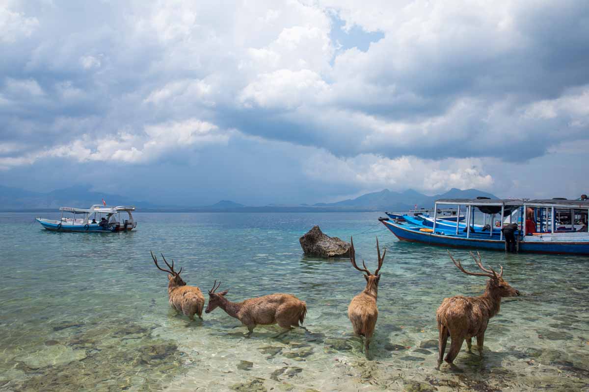 Tarif Sewa Perahu ke Pulau Menjangan